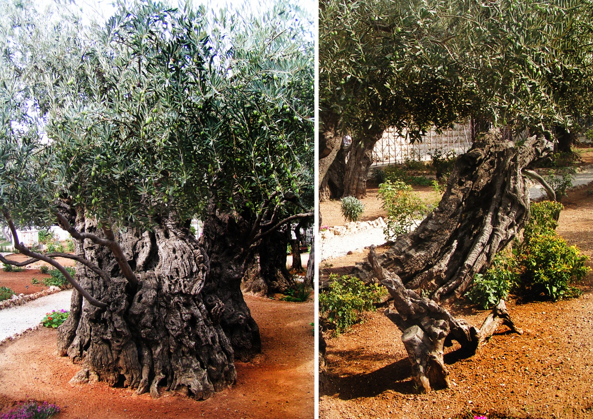 24 drzewka - Izrael